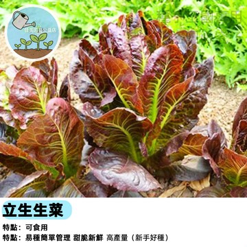 立生生菜種子（紅甜沙拉萵苣）盆栽蔬菜 沙拉菜 生食菜葉 四季可栽 家庭菜園 都市農夫 陽台種植 脆甜好吃 採收快速