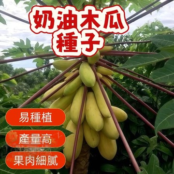 ✨【奶油木瓜種子】 萬壽果種子  當季新籽 發芽率高  產量高 營養豐富  薄皮多汁  新手易種植 陽台庭院盆栽