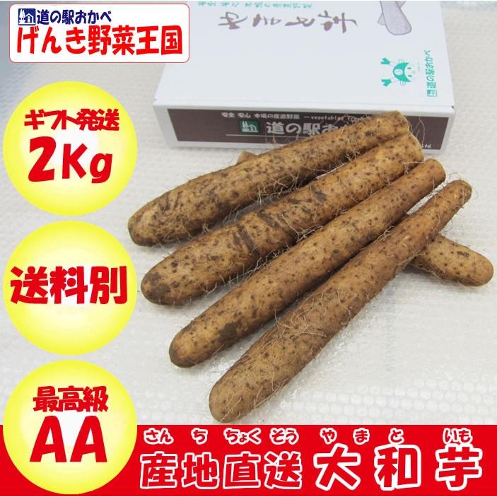 ヤマトイモ 2Kg AA品 最高級 化粧箱入り 贈答用