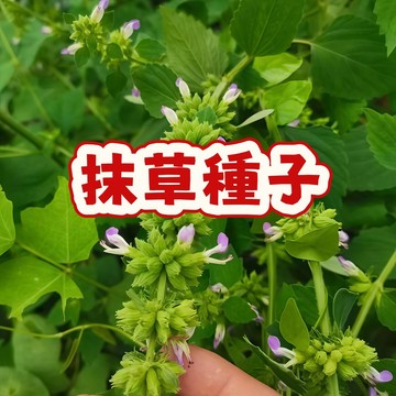 次日達-【抹草種子1元1粒種子）】當季新籽 發芽率高 產量高 新手易種植 陽台庭院盆栽 #超優惠