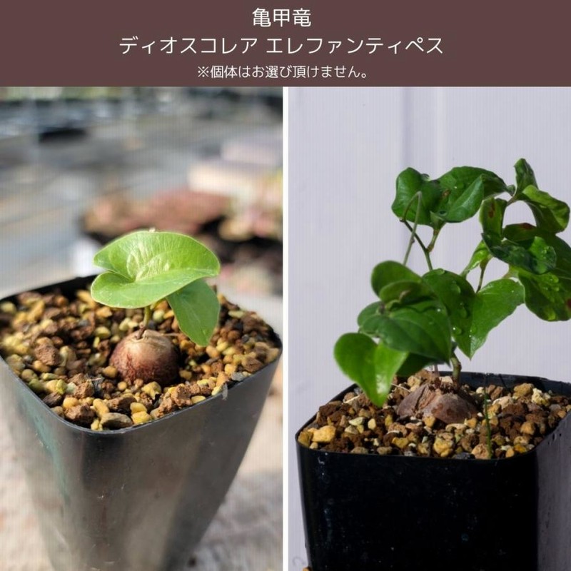 品質が完璧 コーデックス夏冬セット パキポディウム 亀甲竜 | LINEブランド 塊根植物・コーデックス