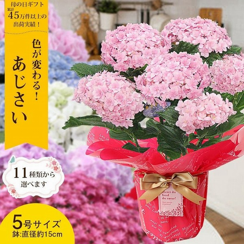 遅れてごめんね 母の日 あじさい 鉢植え 紫陽花 22 プレゼント ギフト 花 アジサイ 50代 60代 70代 11種類から選べる5号サイズ こだわりラッピング 通販 Lineポイント最大get Lineショッピング