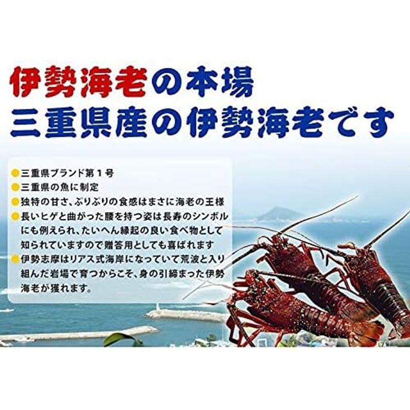 活伊勢海老 活きたまま発送します 特大サイズ 1尾 600?700ｇ 活伊勢海老