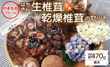 やまももファーム椎茸 冬菌はちきん生椎茸と乾燥椎茸のセット(合計約470g) しいたけ きのこ キノコ 野菜 国産 yo-0014