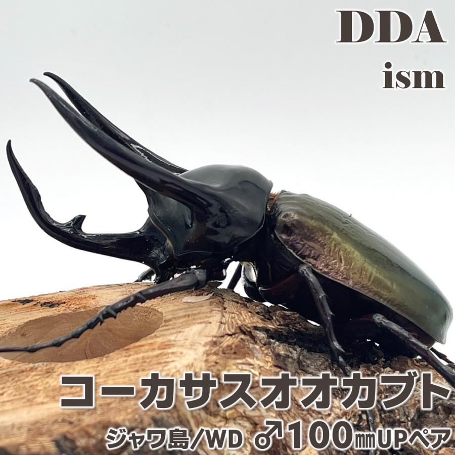 コーカサスオオカブト ジャワ島 WD ♂100mmUP ペア プレゼント付き dda カブトムシ 生体 | LINEブランドカタログ