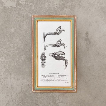 【 山人-壓箱品 】獨一無二復古畫-沼澤蘭 Epipactis palustris