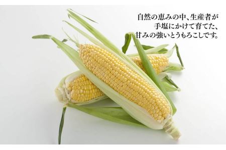 黄色いとうもろこし（ゴールドラッシュ）4kg（11-13本）(2024年8月上旬発送予定)