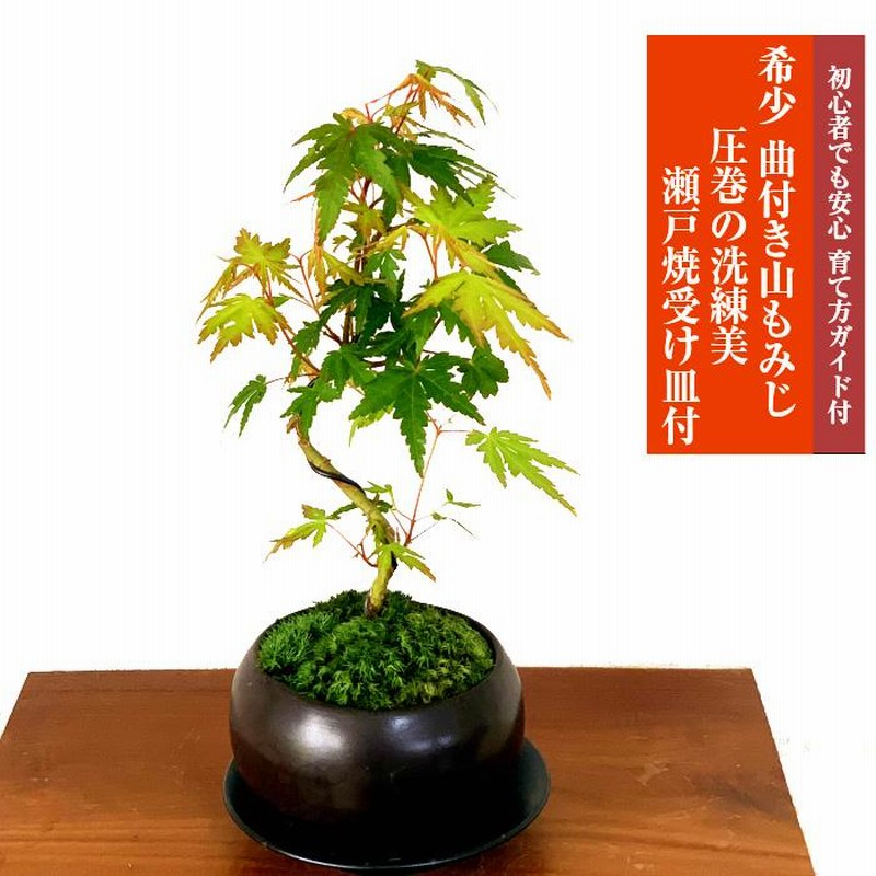 楽天市場】もみじ 高級盆栽 山もみじ 現品お届け 一点もの 希少