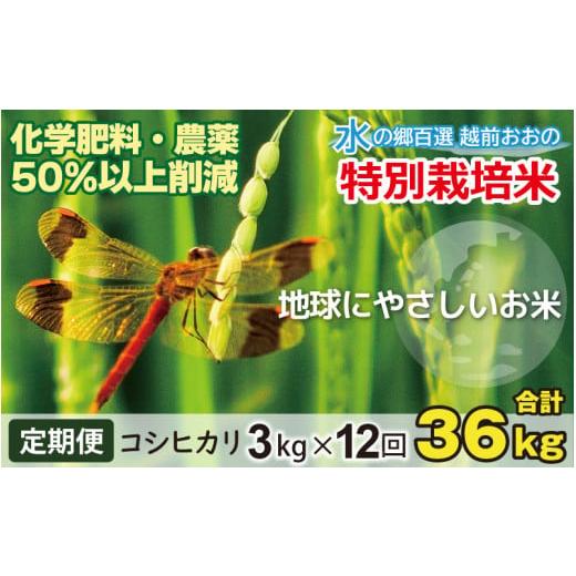 ふるさと納税 福井県 大野市 こしひかり 3kg × 12回 計 36kg減農薬・減化学肥料「特別栽培米」−地球にやさしい…