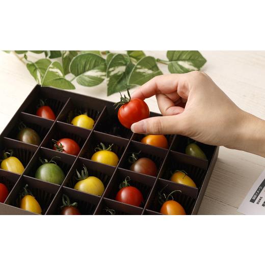 ふるさと納税 熊本県 20色カラフルミニトマト 20粒  トマト ミニトマト