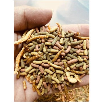F 絕色五合一 烏龜飼料 水龜飼料 澤龜飼料 綜合飼料 三色飼料 絕色 烏龜料 便宜飼料 五合一飼料 南極蝦 麵包蟲