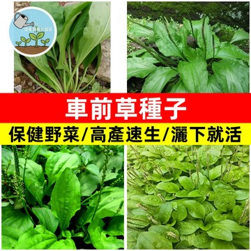 🥬車前草種子高發芽率 耐寒耐旱野菜車前子速生高產四季播種盆栽地栽  野菜種子 家庭菜園 陽臺盆栽 易種活 可食用