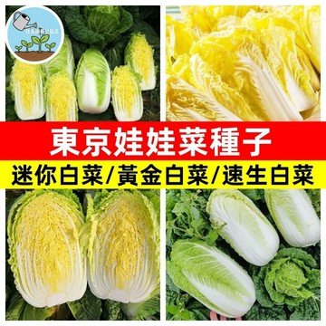 東京娃娃菜種子 日本迷你娃娃菜  居家陽台盆栽 家庭菜園 有機蔬菜 清脆鮮甜 極早生 耐熱耐濕 全年可種植 快速採收
