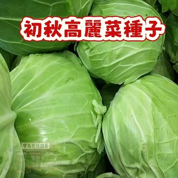 🌱早熟高產  （高麗菜種子大全）甘藍 今年新籽 出芽高 產量高  營養豐富 新手易種易活  陽台庭院盆栽 #超優惠