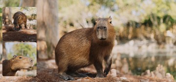 農遊超市 - 宜蘭 | 水岸森林休閒農場-森林物語可愛動物區-單人體驗券