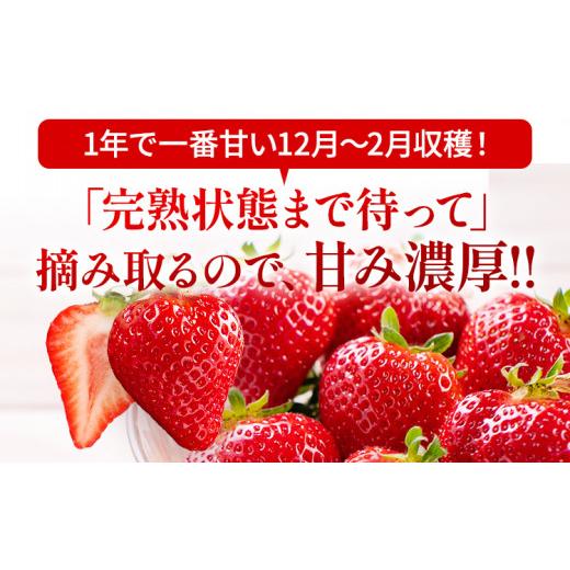 ふるさと納税 福岡県 田川市 福岡県田川市産 あまおう（8粒or粒9入り×2パック） いちご 苺