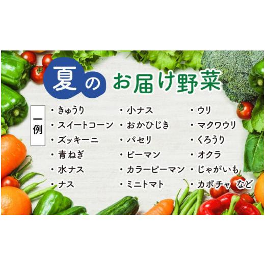 ふるさと納税 福井県 あわら市 農家直送 夏野菜セット 1箱 7品目以上 《元気に育った新鮮野菜！》※2024年7月中旬以降発送