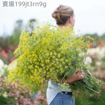 現貨蒔蘿種子 （250粒）香草 刁草 香草植物 北歐香料 魚類料理 醃漬調味 廚房盆栽 家庭菜園 西餐香料 新鮮採摘