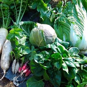 ふるさと納税 生命の農法（無化学農薬・無化学肥料栽培）季節の野菜セット 奈良県五條市
