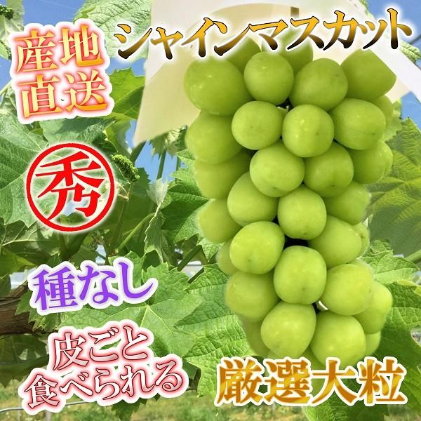 長野県北信州 産地直送 シャインマスカット 贈答用 特上品 1房 約800g 化粧箱入 限定販売