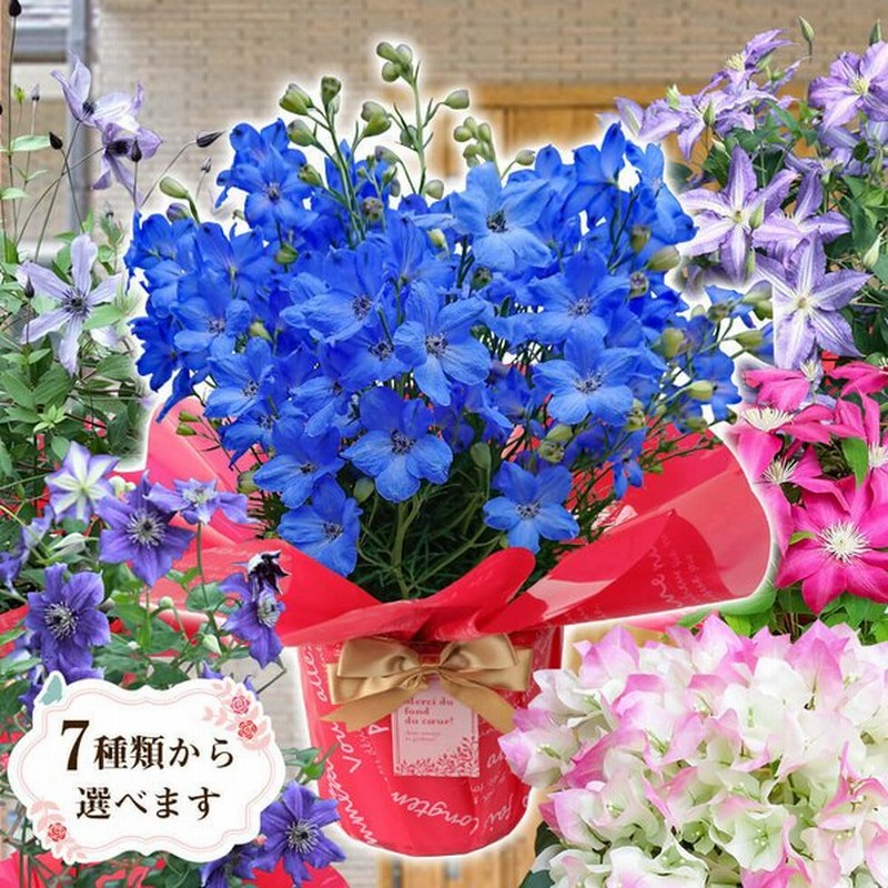 母の日 21 花 鉢植え プレゼントpresent ギフト 選べるお花 おしゃれ ベゴニア ブーゲンビリア クレマチス こだわりラッピング 通販 Lineポイント最大0 5 Get Lineショッピング