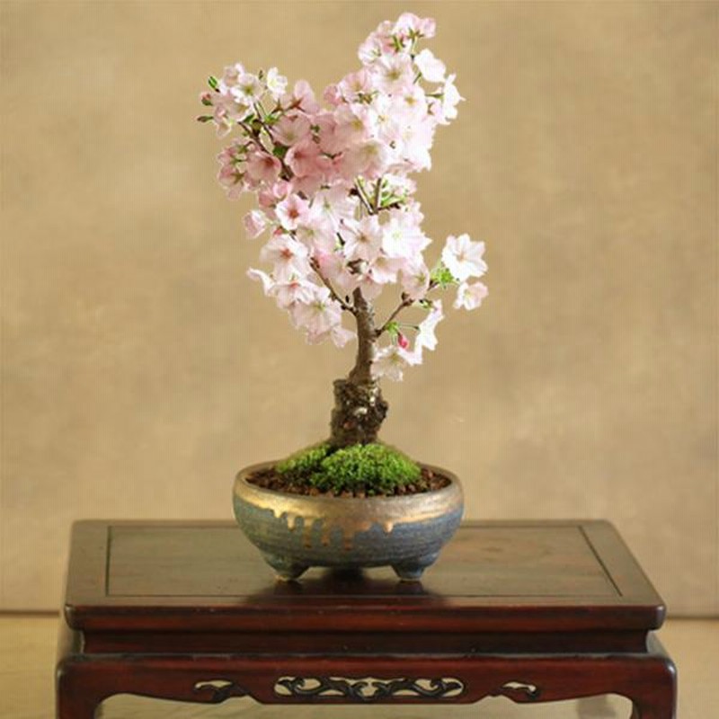 桜盆栽：御殿場桜(信楽焼黒イブシ金彩鉢)* 苔付き(2025年春開花予定)Sakura さくら お花見 誕生日 祝 春 ギフト gift  プレゼントにもbonsai | LINEブランドカタログ