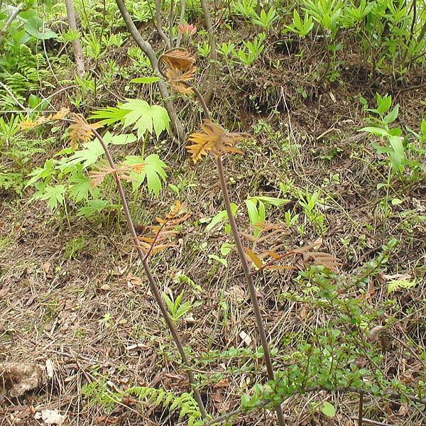 干しぜんまい 100g 山菜 野草 山形県産