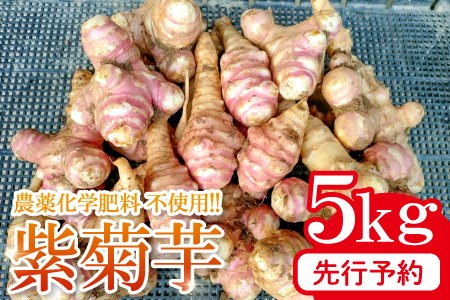 農薬化学肥料不使用の紫菊芋　5kg