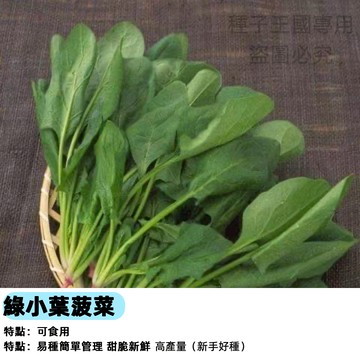 【48h出貨】綠小葉菠菜種子 三天出芽老品種菠菜四季播種 高產蔬菜種子 耐熱農家蔬菜種子#vegetable