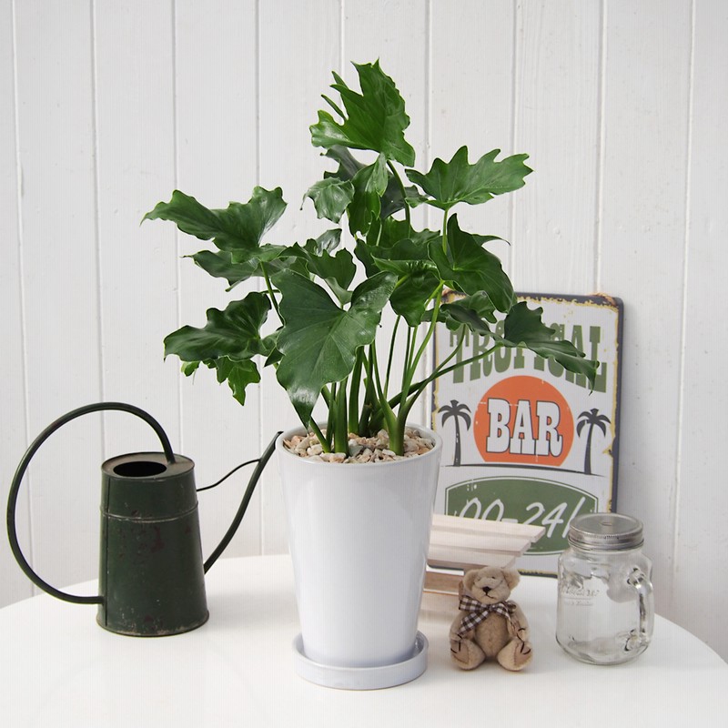 Hibiya Kadan 日比谷花壇 観葉植物セローム 通販 Lineポイント最大2 0 Get Lineショッピング