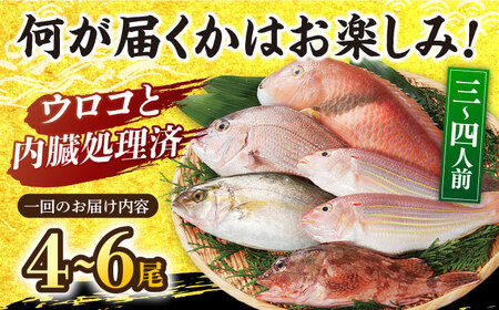 朝獲れ！平戸地魚詰合せ定期便[KAA304]  長崎 平戸 魚介類 魚 鮮魚 内臓処理 下処理 旬魚 海鮮 定期便