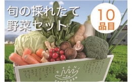 旬の採れたて新鮮野菜セット10品目「新鮮だから美味しい！」