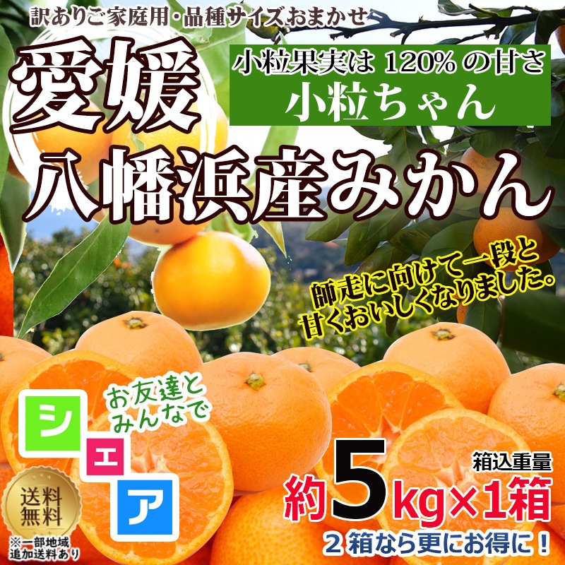 愛媛八幡浜産 ミカン 小粒ちゃん 約5kg(1箱) 訳あり サイズおまかせ 産地直送