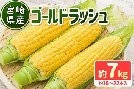 宮崎県産 ゴールドラッシュ 約7kg（18～22本入り）［先行予約］