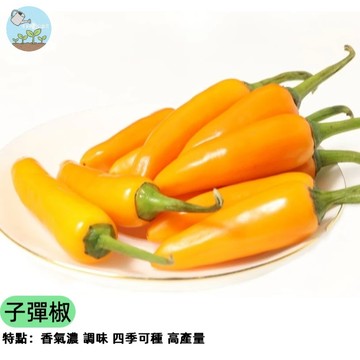 🌶️【辣度破表 超好種】子彈辣椒種子 朝天椒/子彈椒 一指辣 料理提味必備 結果超多 陽台盆栽可種 耐熱豐產