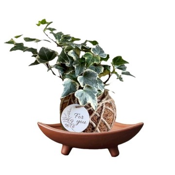 加拿列常春藤【綠美園樂居】水苔球 苔球 觀葉植物 苔球植物 室內植物 觀賞植物 居家擺設 開店送禮 新手植物 開幕植栽