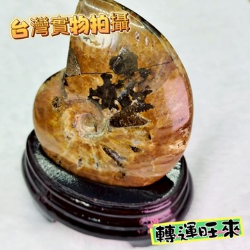 【台灣現貨】馬達加斯加 天然 班彩螺 化石 轉運 開運 招財 淨化 消磁 擺件 水晶 好運 招人緣 桃花 礦石 精品