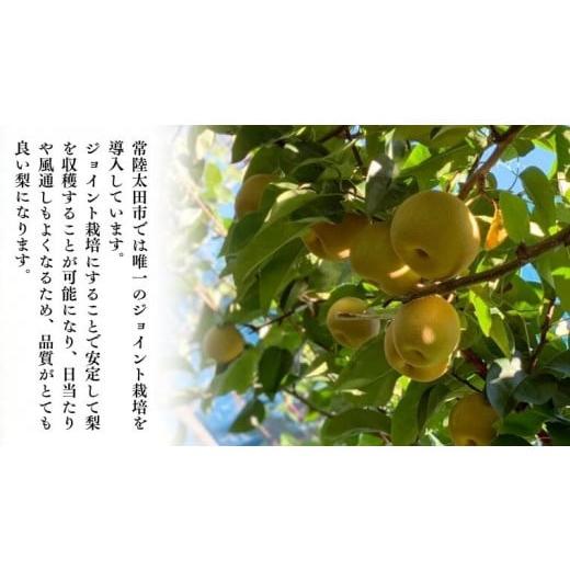 ふるさと納税 茨城県 桜川市  茨城県産 梨 秋月 約3kg 6玉〜7玉 桧山果樹園 農家直送 桧山果樹園 農家直送 フ…