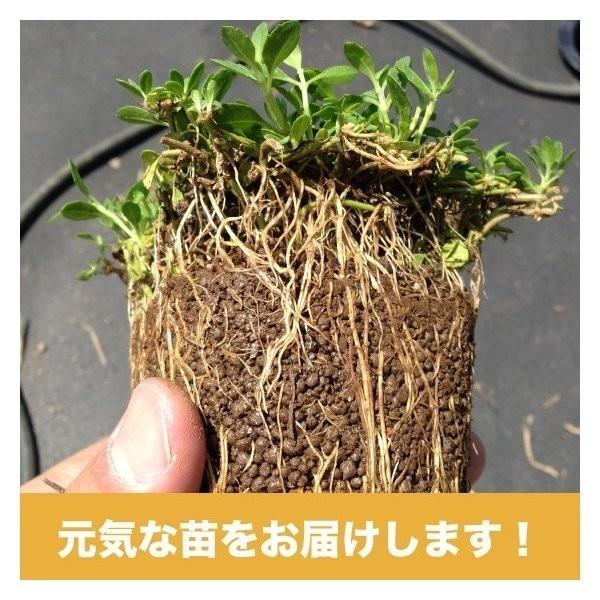 クラピア K7 9cmポット苗 80鉢 有機一発肥料600g付き 完全植栽マニュアル付き 新品種 白色 雑草対策