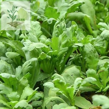 青禾園藝（茼蒿種子）皇帝菜 四季蔬菜 #陽台種菜 #盆栽蔬菜 #新手好種 #快速採收 #家庭菜園 #無毒蔬菜 易種植