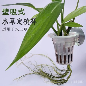 🔥臺灣24h🔥綠籮種植杯水草定植藍魚缸吸盤掛式水培植物水草定植造景裝飾掛杯