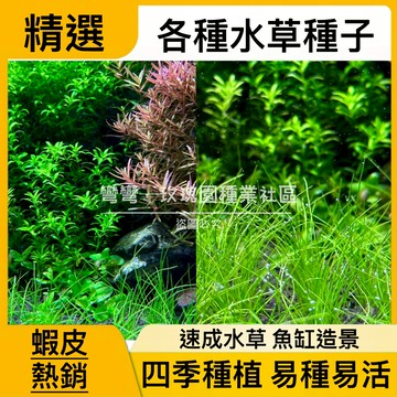 現貨 多品種水草種子（10000粒）  矮珍珠種子 小隊葉水草 草迷你牛毛 大隊葉水草 魚缸造景 四季種植 7天成景