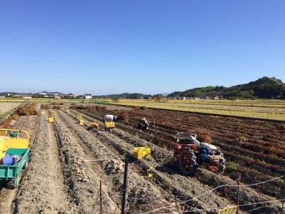 HK-03　みえの伝統野菜　厳選　伊勢いも　1㎏