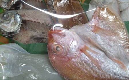 海の京都 橋立やまいち 旬の魚の一夜干し詰合わせ[ 一夜干し 桜干し ギフト