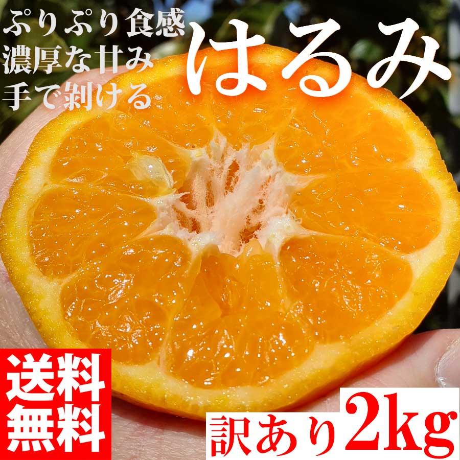 3月上旬発送予約販売 みかん はるみ 2kg 訳あり ブランド 和歌山県産 産直 オレンジ フルーツ 果物