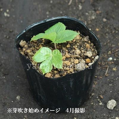 エゾニュウサク 10.5cmポット苗 山菜苗 耐寒性多年草 エゾニュウ 15葉が展開中