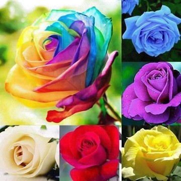 現貨速發 22款稀有玫瑰花種子 200粒 七彩玫瑰花種子 爬藤玫瑰花種子 本藤玫瑰花種子 玫瑰花種子 薔薇玫瑰花種籽