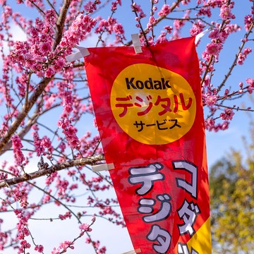 桑惠商號  昭和 日本製 柯達 KODAK 廣告紀念旗幟 直式