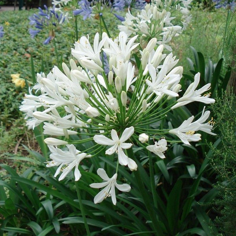 草花の苗 アガパンサス アフリカヌス 白 アルバ 3 5号ポット 通販 Lineポイント最大0 5 Get Lineショッピング