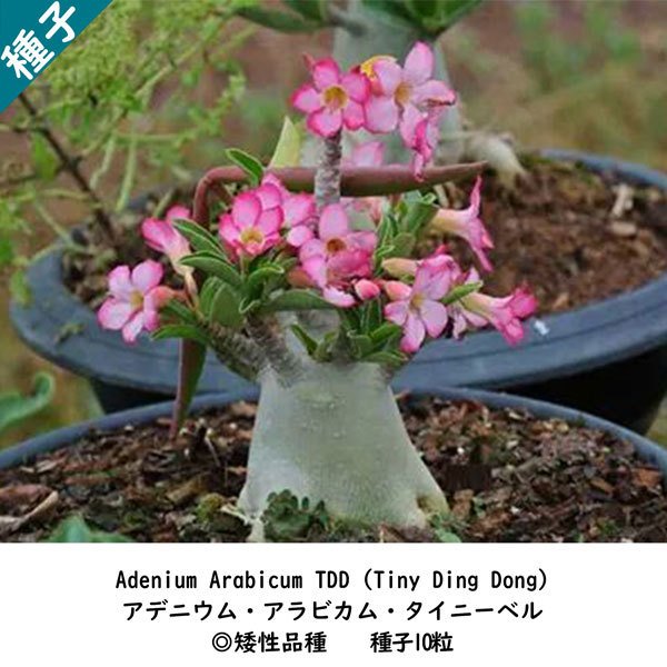 多肉植物 塊根植物 種子 種 アデニウム アラビカム タイニーベル Adenium Arabicum TDD キョウチクトウ科 種子10粒 通販  LINEポイント最大0.5%GET | LINEショッピング